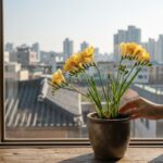 노란색 프리지아 꽃이 핀 화분이 창가에 놓여 있는 모습