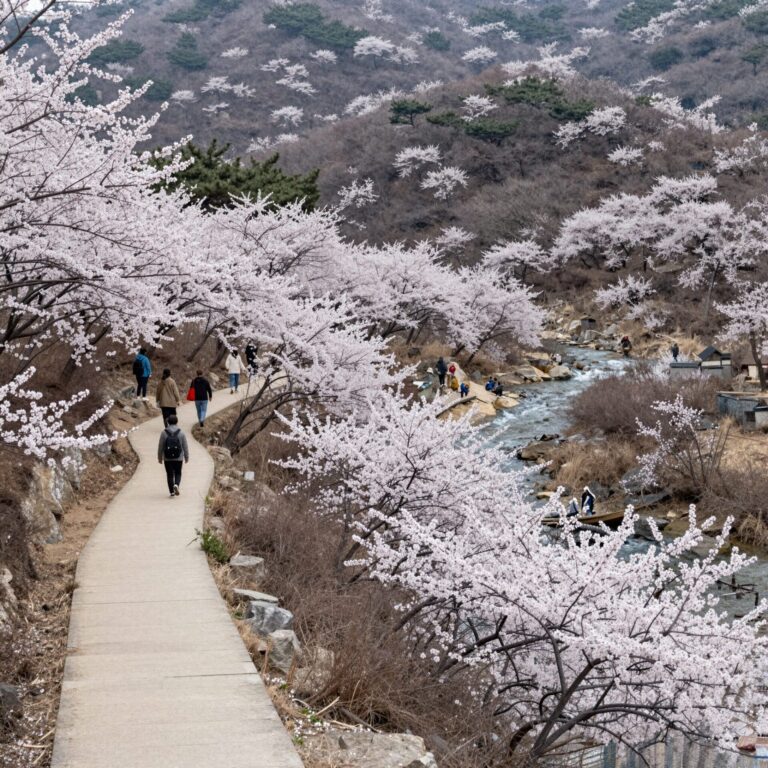 산수유 꽃이 만개한 의성 산수유마실의 산책로와 실개천 풍경