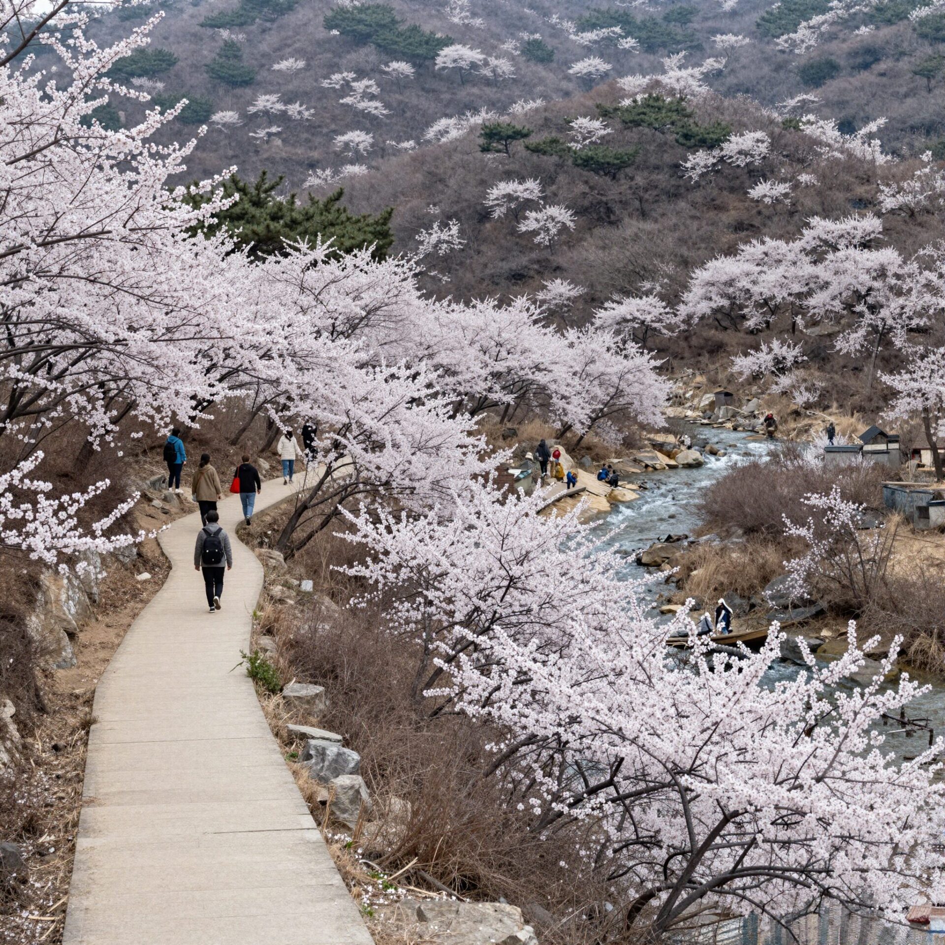 산수유 꽃이 만개한 의성 산수유마실의 산책로와 실개천 풍경