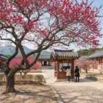 창덕궁 후원 입구 매표소 앞에서 붉게 핀 홍매화와 고궁 전각의 조화로운 모습