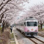 순천 동천 벚꽃길 사이를 지나가는 기차 풍경