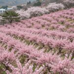 창원 천주산 봄날 핑크빛 진달래 군락지 전경