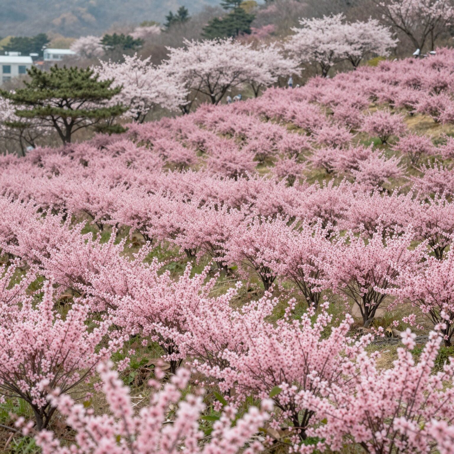 창원 천주산 봄날 핑크빛 진달래 군락지 전경