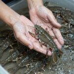 쭈꾸미 육수 맛있게 만드는 법과 샤브샤브 레시피 밀가루를 묻혀 문지르며 손질 중인 쭈꾸미 사진