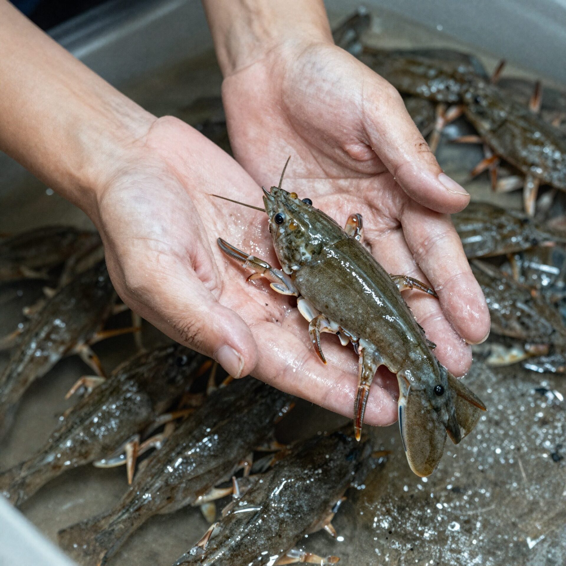 밀가루를 묻혀 문지르며 손질 중인 쭈꾸미 사진