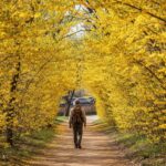 노란 산수유꽃이 활짝 핀 오솔길을 걸어가는 여행자의 뒷모습