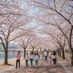 대구 두류공원 벚꽃길 봄 풍경