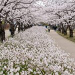 부산 대저생태공원의 넓은 유채꽃밭과 배경의 벚꽃길 풍경