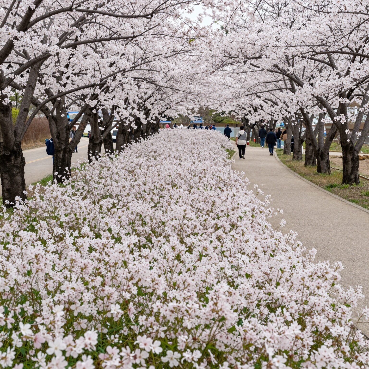 부산 대저생태공원의 넓은 유채꽃밭과 배경의 벚꽃길 풍경