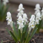 흰색 꽃이 핀 긴기아난 난초와 물주기 장면