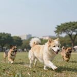 강아지와 사람이 함께 공원에서 즐겁게 뛰노는 모습