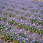 봄 들판에 핀 작은 보라색 꽃마리 야생화