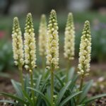 프리지어 키우기 꽃 피는 시기와 이유 프리지어 꽃 한 줄기에 여러 송이 피어 있는 모습