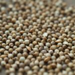 생강 심는 시기와 재배 방법 완벽 정리 싹이 트기 시작한 생강 종자 조각들 나란히 놓여 있는 모습