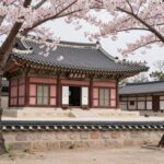 봄날 강화고려궁지 내 역사 건물과 핑크빛 벚꽃이 어우러진 풍경