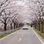 2026 구례 300리 벚꽃축제 일정과 드라이브 코스 구례 섬진강 벚꽃길 드라이브 도로와 벚꽃 터널 풍경