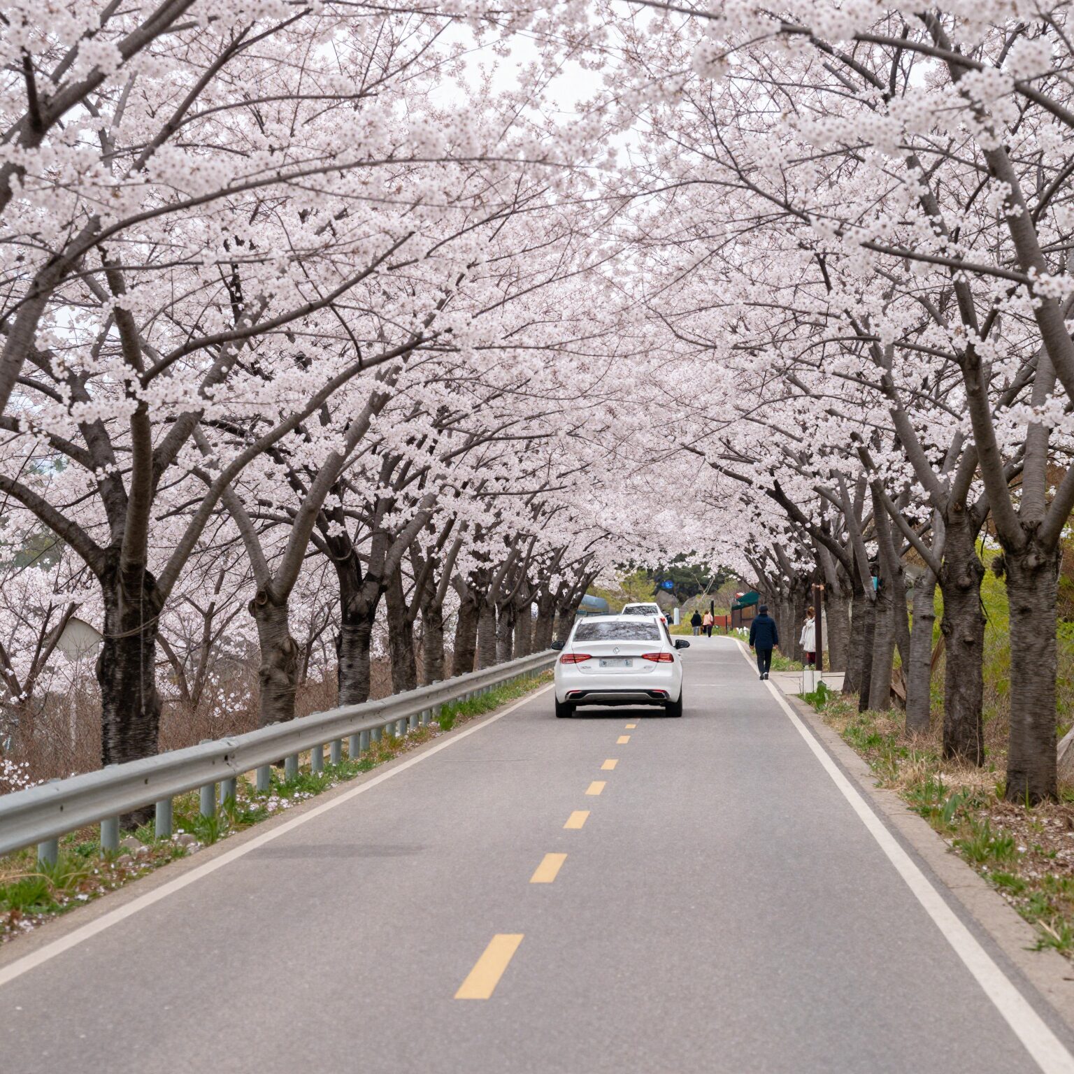 구례 섬진강 벚꽃길 드라이브 도로와 벚꽃 터널 풍경