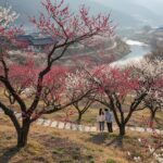 광양 매화마을의 초기 개화 상황, 일부 홍매화가 핀 모습