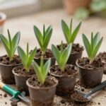 화분에 심겨진 애기히어리 묘목과 심는 도구