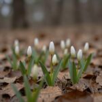 노루귀 봄꽃의 매력과 관찰 여행지 초봄 숲속 낙엽 사이에 피어난 노루귀 꽃