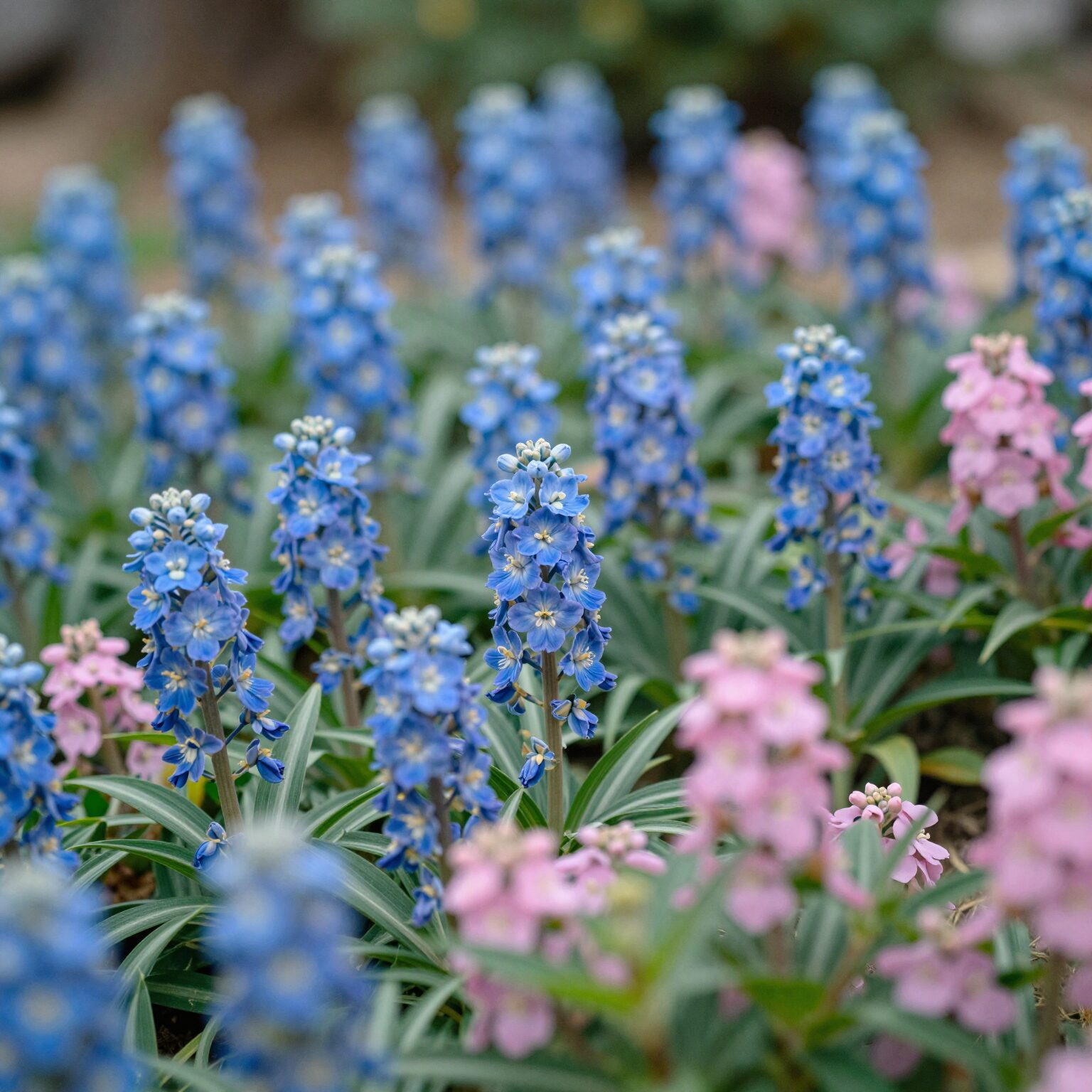 파란색과 분홍색 수국이 함께 피어 있는 정원 모습