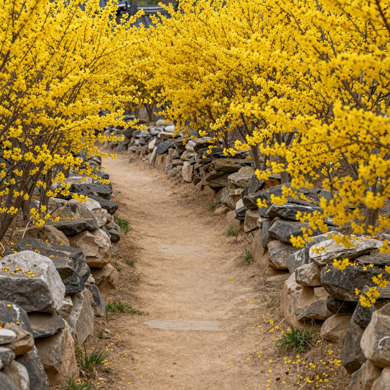 이천 백사 산수유마을의 노란 산수유 꽃길과 돌담