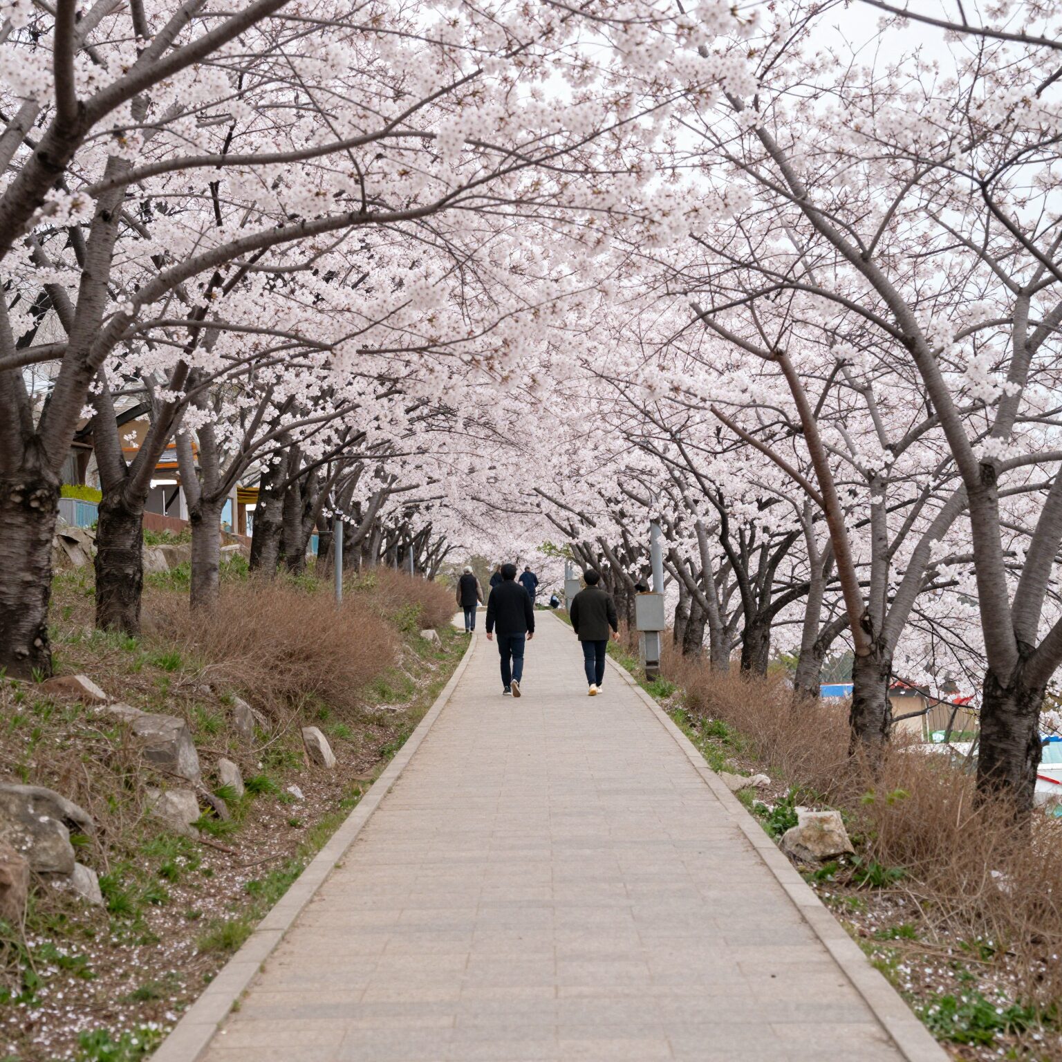 인천 SK벚꽃동산의 벚꽃이 만개한 오르막길 산책로 경치