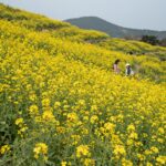 4월의 다양한 즐길거리와 주의할 점 산방산을 배경으로 노란 유채꽃밭이 펼쳐진 제주도 4월 풍경