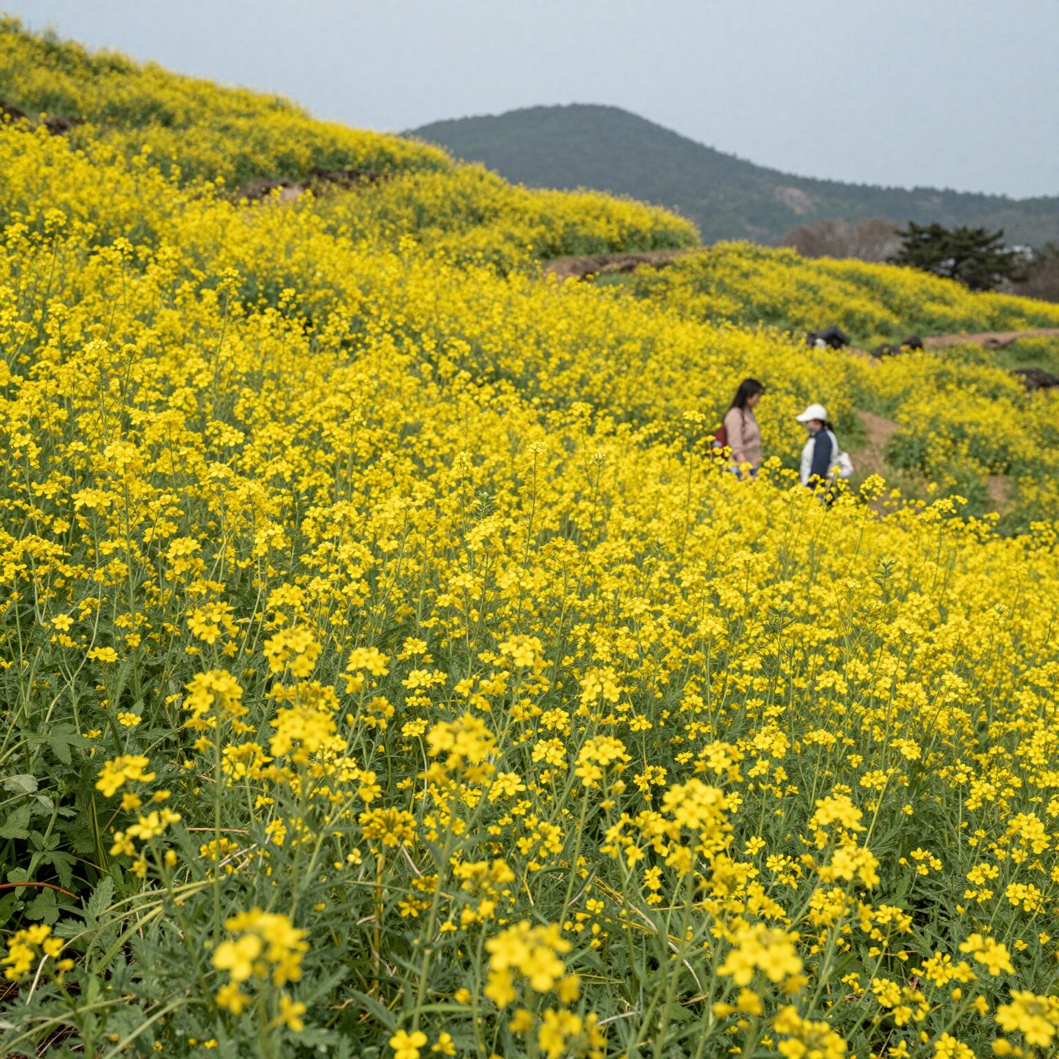 산방산을 배경으로 노란 유채꽃밭이 펼쳐진 제주도 4월 풍경