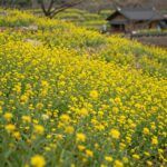 산방산을 배경으로 핀 노란 유채꽃밭 풍경