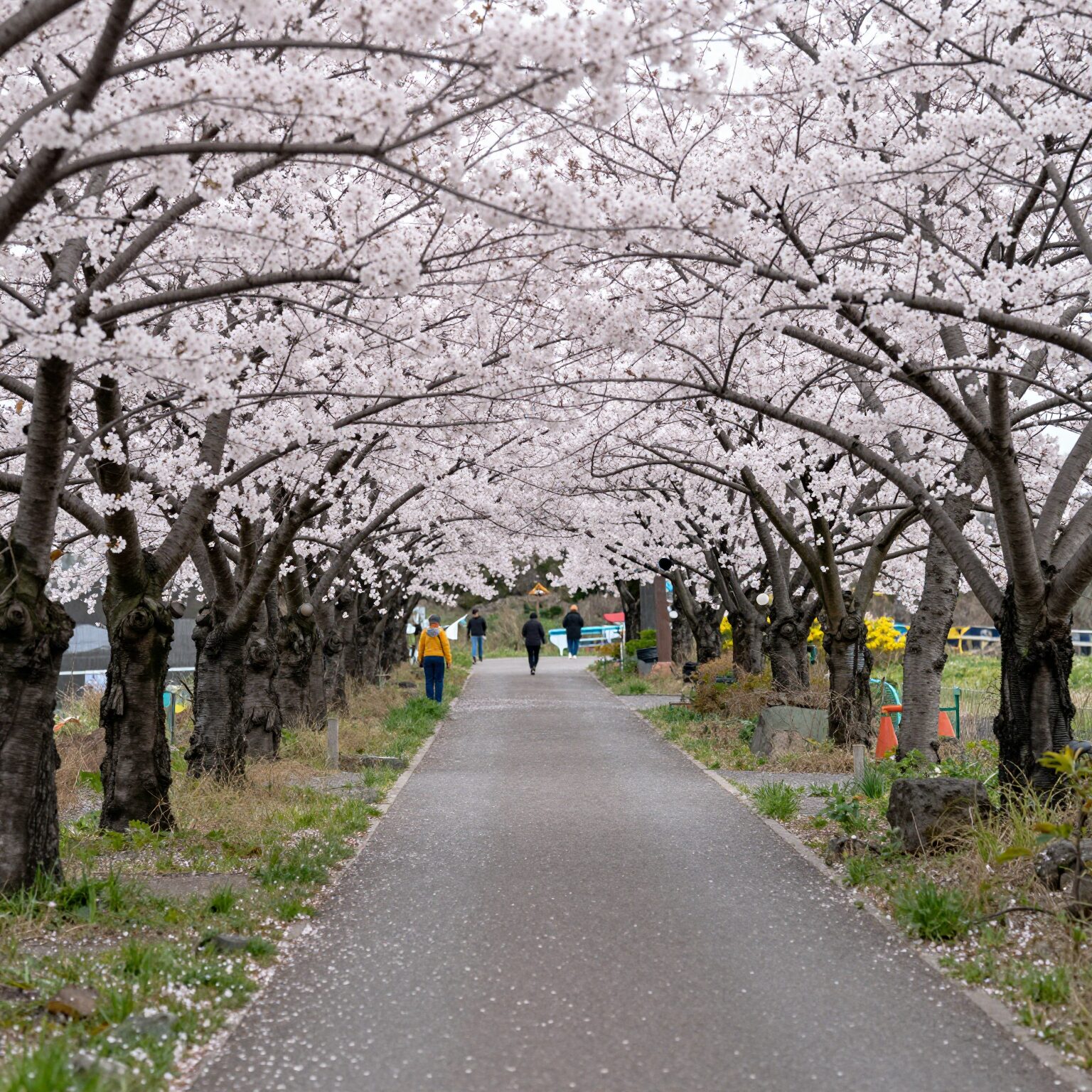 제주 서귀포 호근서호로 벚꽃길 초입 개화 모습