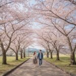 제주도 봄날에 핑크빛 벚꽃 터널이 길 양쪽에 펼쳐진 풍경