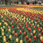 의정부 직동근린공원의 알록달록한 튤립 꽃밭 전경