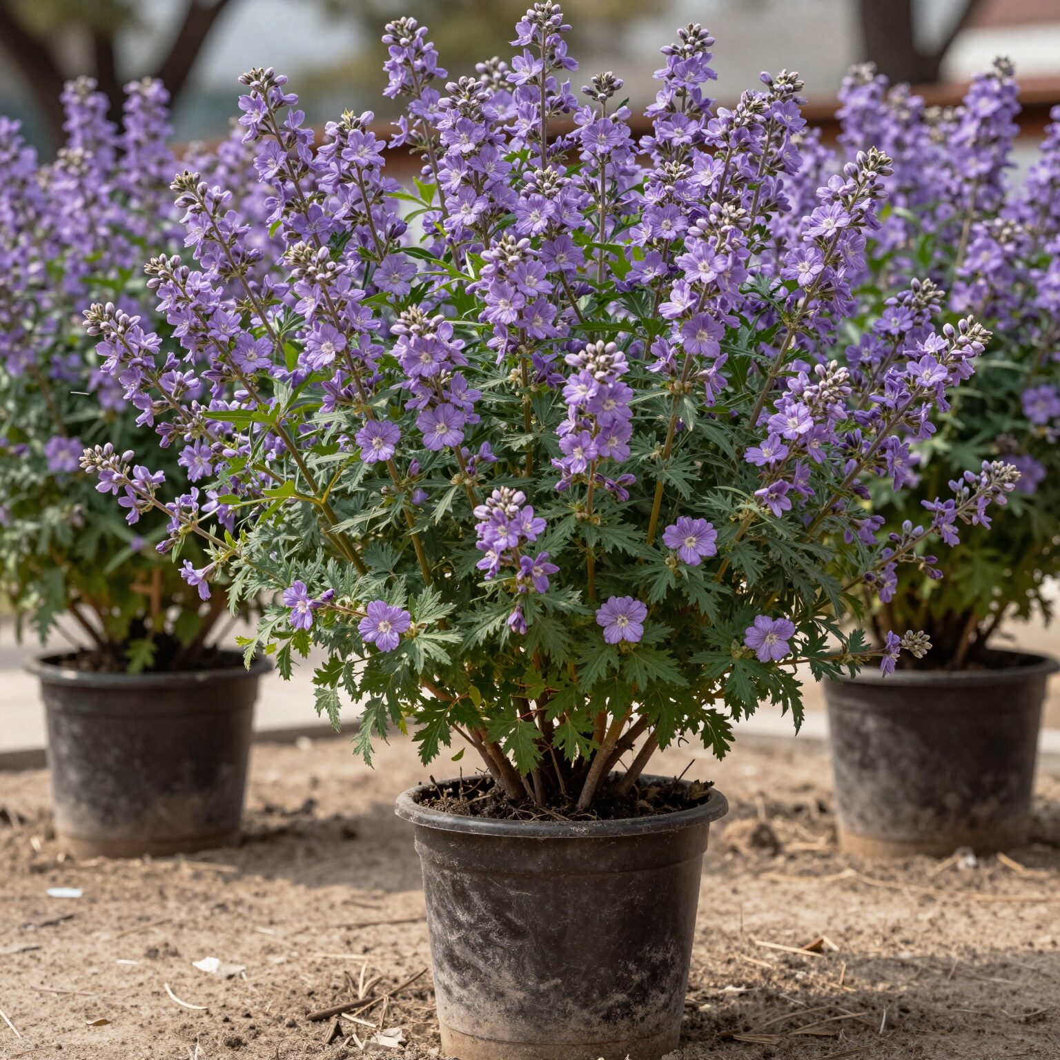 화분에 심겨진 미스김라일락 나무에 보라색 꽃이 많이 피어 있는 모습