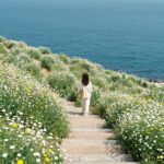 남해 두모마을 전망대에서 바라본 계단식 유채꽃밭과 푸른 바다의 절경