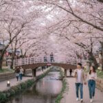 여좌천 로망스 다리 벚꽃 터널 풍경