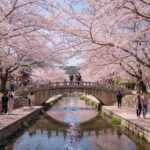 여좌천 로망스다리를 배경으로 핀 분홍빛 벚꽃과 하천 풍경