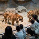 서울대공원 동물원에서 가족이 호랑이 우리를 관람하는 모습