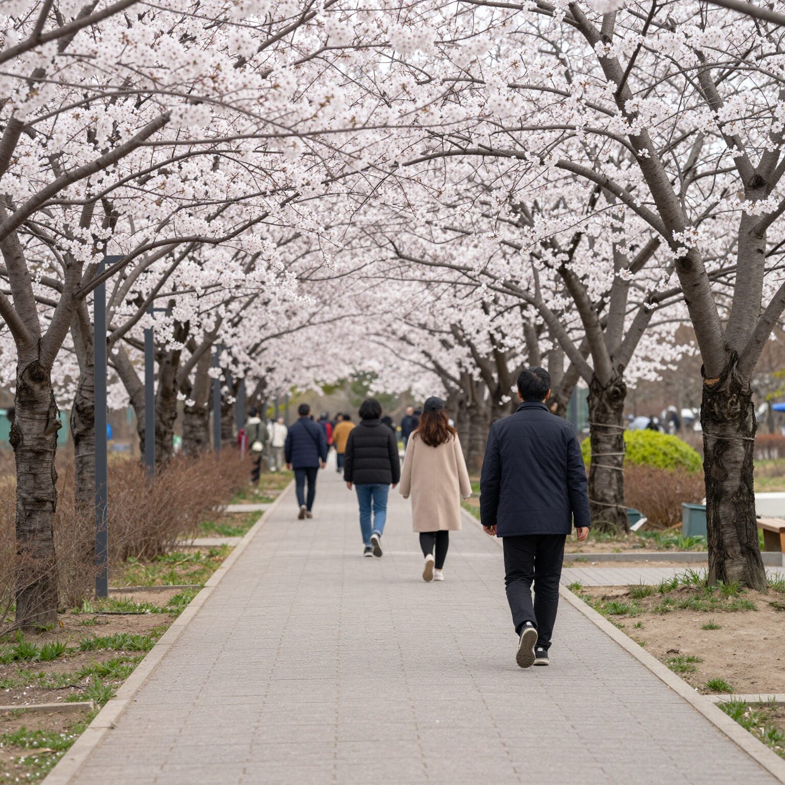 봄날 송도 센트럴파크 벚꽃 길 산책하는 모습