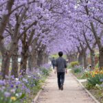 봄 정원 산책로를 따라 걸으며 푸른 나무와 봄꽃을 감상하는 모습