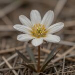 야생에서 발견된 큰개불알꽃의 독특한 모습