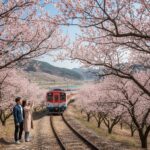 양산 원동 순매원에서 매화 나무 사이로 지나가는 기차 풍경