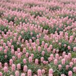 분홍색 꽃잔디가 바닥을 완전히 덮고 있는 화단 모습