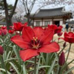 빨강 아네모네와 나팔수선화가 함께 피어 있는 봄 정원