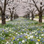 봄날 경산 반곡지의 왕버들와 복사꽃이 어우러진 풍경