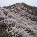 비슬산 정상에서 바라본 참꽃 군락지와 능선의 풍경