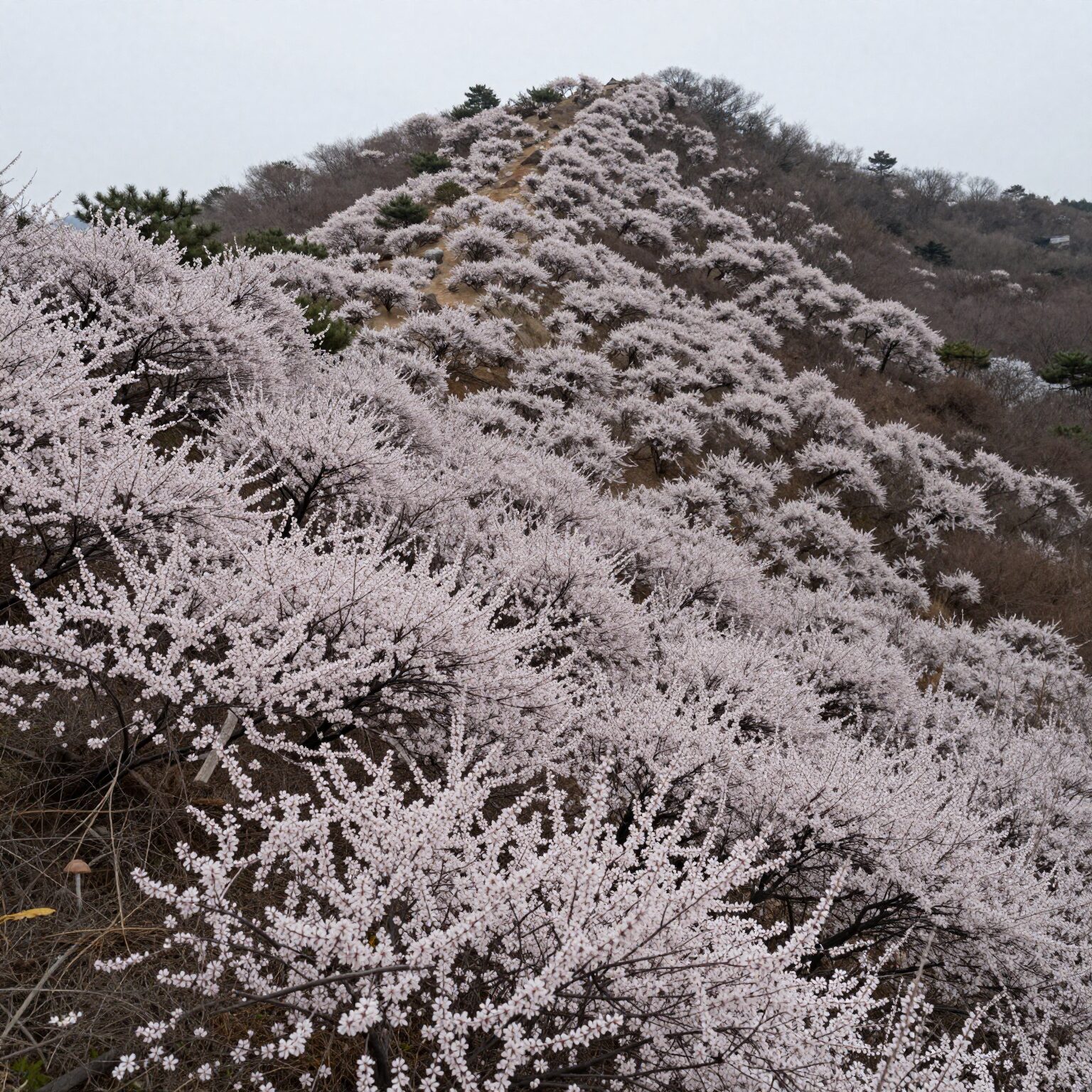 비슬산 정상에서 바라본 참꽃 군락지와 능선의 풍경