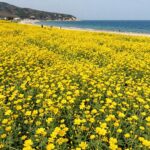 부안 수성당에서 바라본 노란 유채꽃밭과 푸른 서해 바다가 조화를 이룬 광활한 풍경