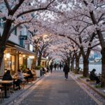 부산 왕벚꽃 명소와 경주 봄 기차여행 부산 온천천 카페거리 벚꽃 길 야경, 물에 비친 불빛과 벚꽃 나무