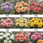 카네이션 색깔별 꽃말과 의미를 시각화한 다양한 색상의 카네이션 사진
